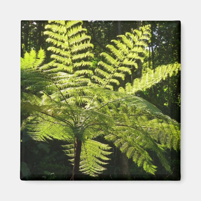 Tree Fern in the Rainforest Magnet (Front)