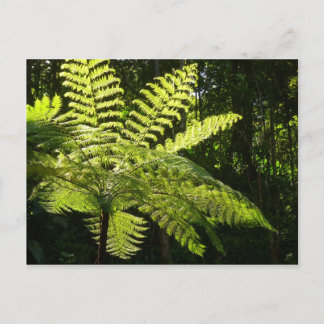 Tree Fern in the Rainforest Postcard