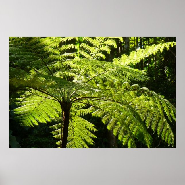 Tree Fern in the Rainforest Poster (Front)