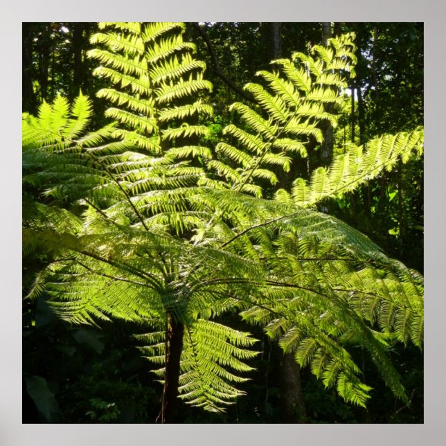 Tree Fern in the Rainforest Poster (Front)