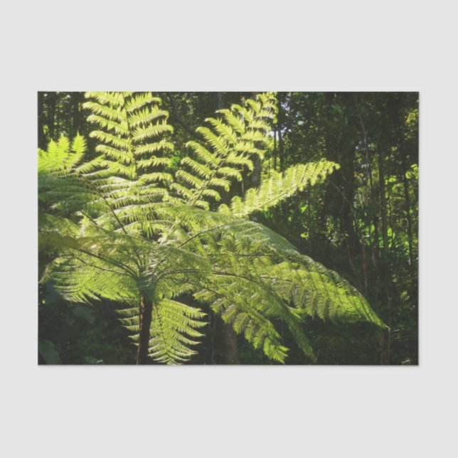 Tree Fern in the Rainforest Tissue Paper (Front)