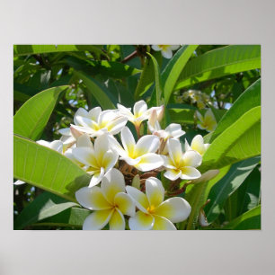 Tree Flowers Poster
