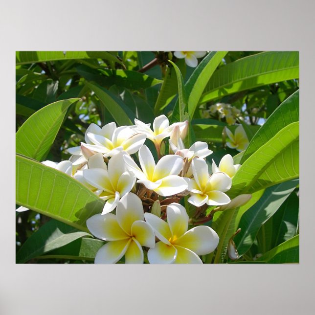 Tree Flowers Poster (Front)