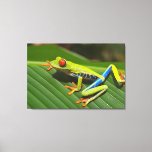 Tree-frog Canvas Print