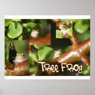 Tree Frog Collage, same frog different poses Poster