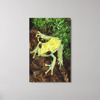 Tree Frog (Hylidae) Canvas Print