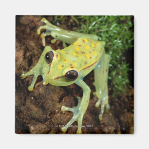 Tree Frog (Hylidae) Magnet