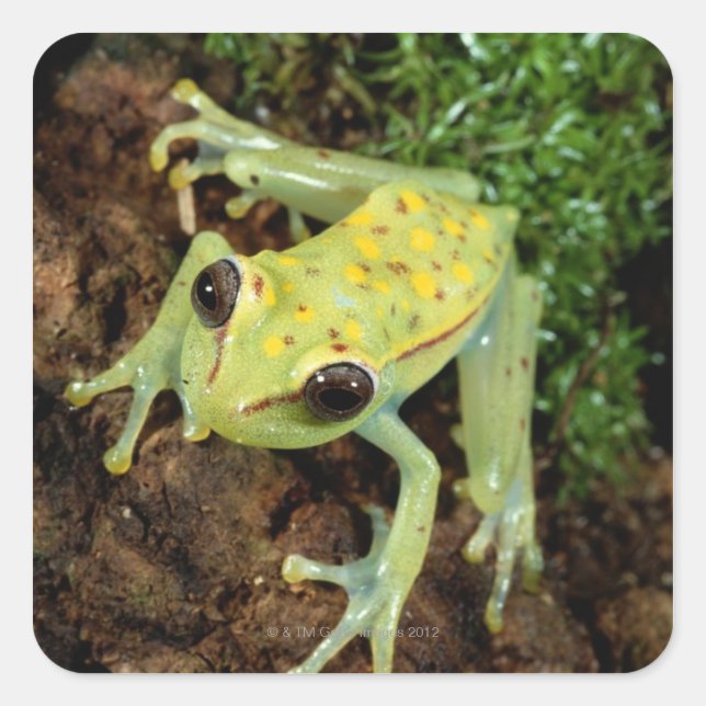 Tree Frog (Hylidae) Square Sticker (Front)