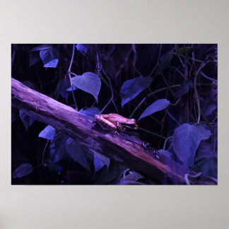 Tree Frog In Costa Rica Poster