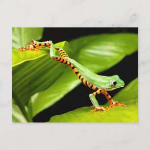 Tree Frog Jump Postcard