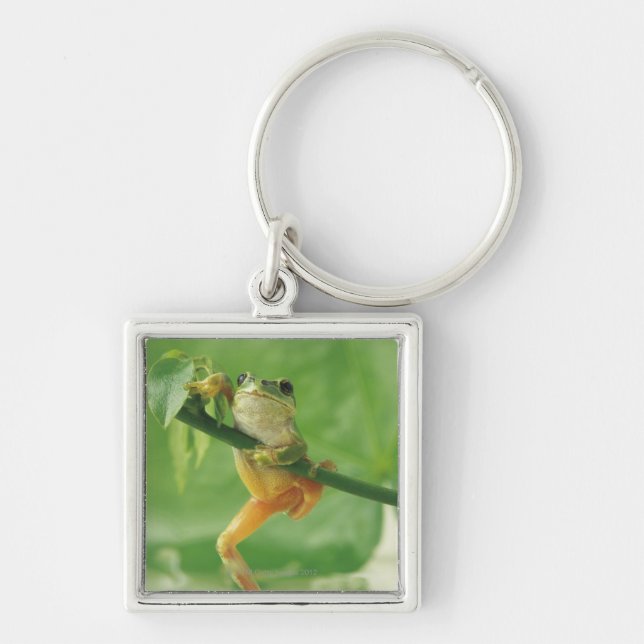 Tree Frog Key Ring (Front)