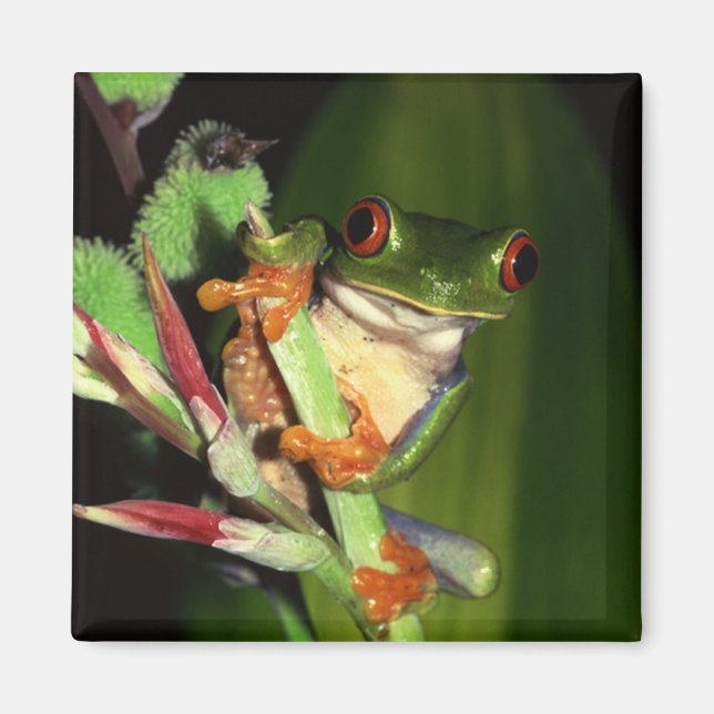 Tree Frog magnet (Front)