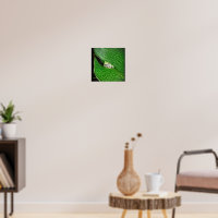 Tree Frog On A Leaf