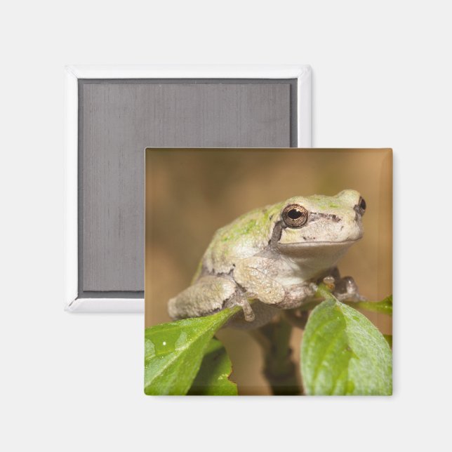 Tree Frog on Branch Magnet (Front/Back)