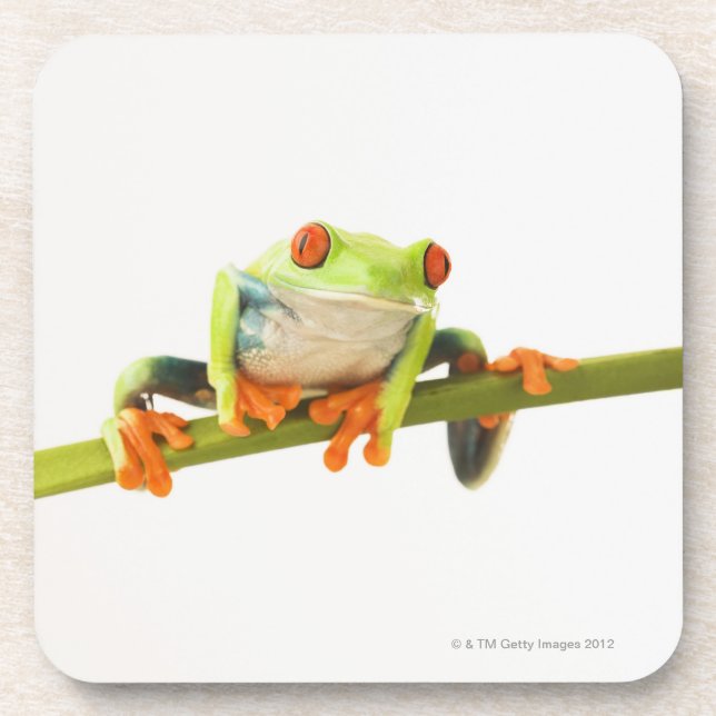 Tree frog on stem coaster (Front)