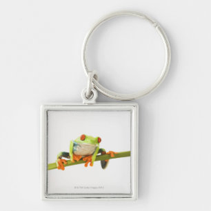 Tree frog on stem key ring