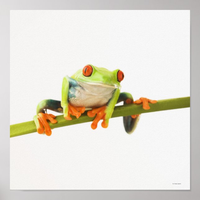 Tree frog on stem poster (Front)