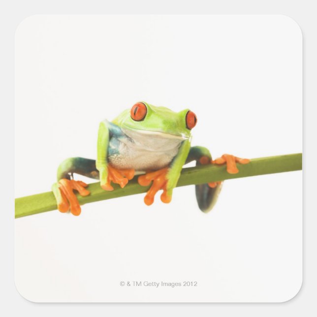 Tree frog on stem square sticker (Front)