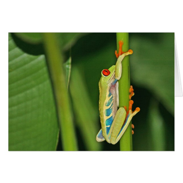 Tree Frog Photo (Front Horizontal)