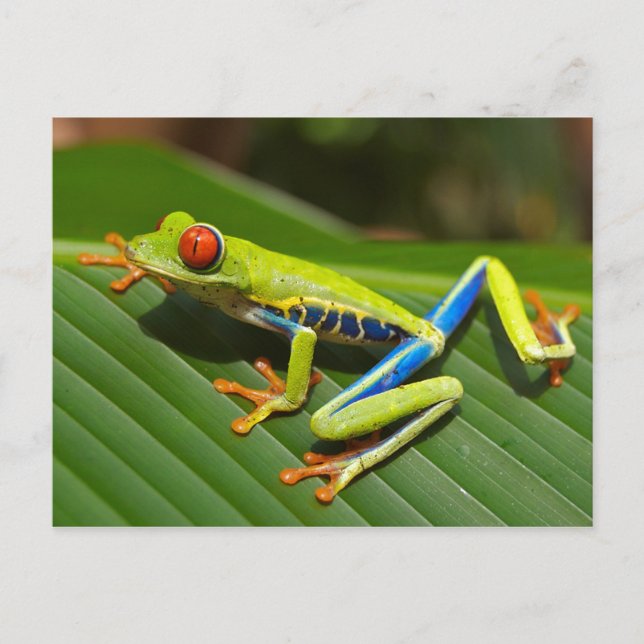 Tree Frog Postcard (Front)