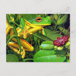 Tree Frog Postcard
