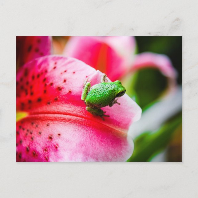 Tree frog postcard (Front)