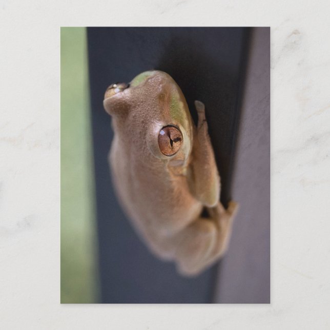 Tree Frog Postcard (Front)