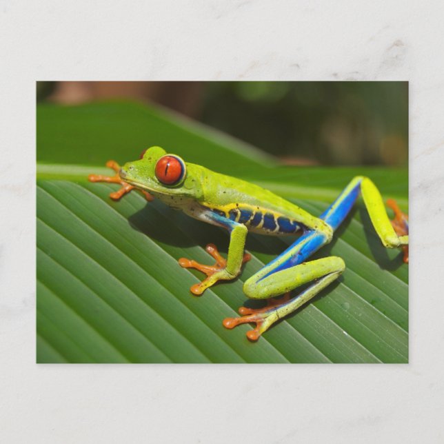 Tree Frog Postcard (Front)