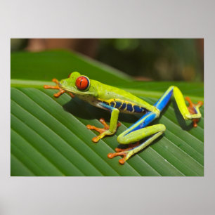 Tree-frog Poster