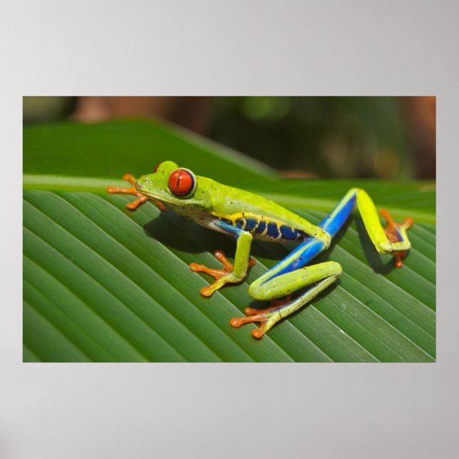 Tree Frog Poster (Front)