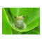 Tree Frog Poster