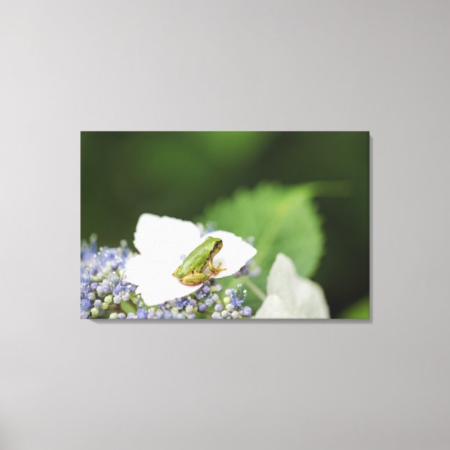 Tree Frog Sitting on a Hydrangea, Hyogo Canvas Print (Front)