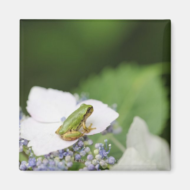 Tree Frog Sitting on a Hydrangea, Hyogo Magnet (Front)