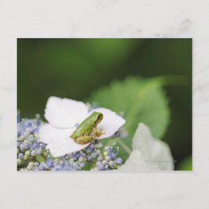 Tree Frog Sitting on a Hydrangea, Hyogo Postcard