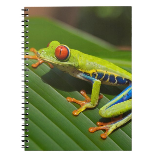Tree Frog Spiral Notebook (Front)