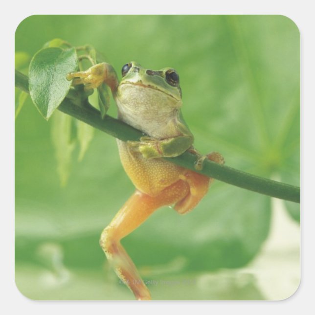 Tree Frog Square Sticker (Front)