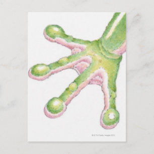 Tree Frog Toes Postcard