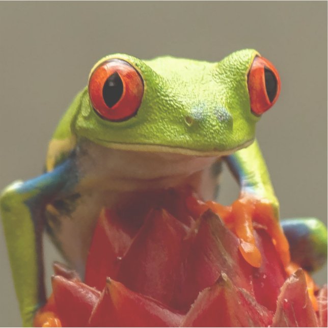 Tree Frog with Red Eyes in Costa Rica (Front)