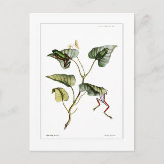 Tree frogs postcard
