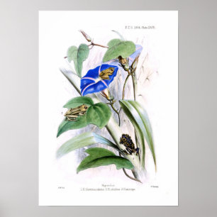 Tree frogs poster