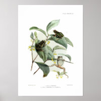 Tree frogs