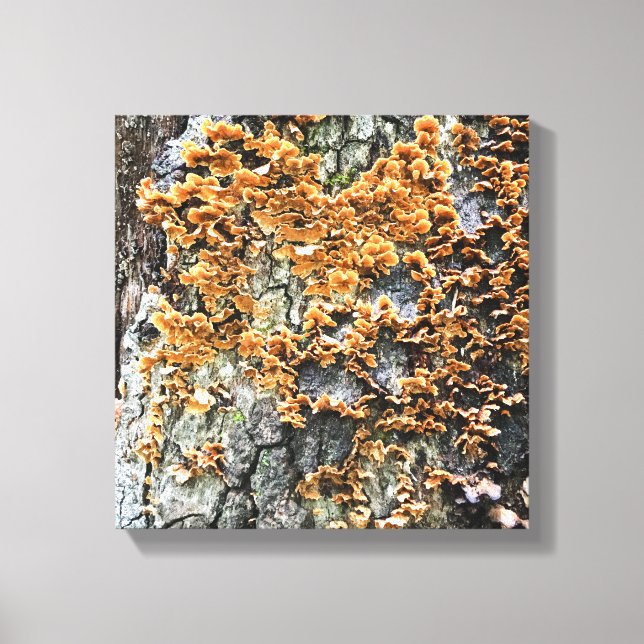 tree fungi canvas print (Front)