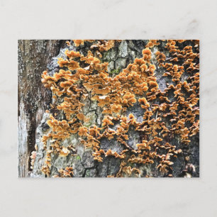 tree fungi postcard