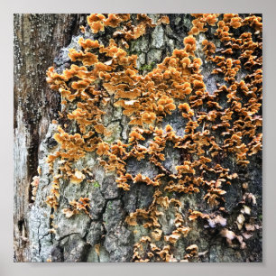 tree fungi poster