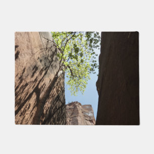 Tree Growing Between Rocks at Zion National Park Doormat