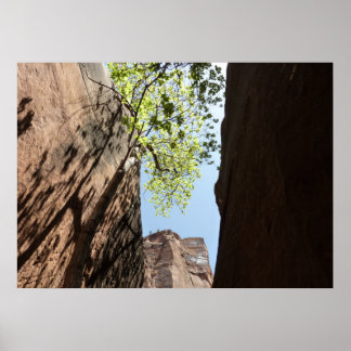 Tree Growing Between Rocks at Zion National Park Poster