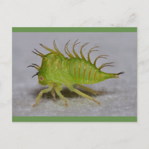 Tree hopper nymph postcard