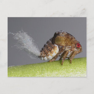 Tree hopper nymph postcard. postcard