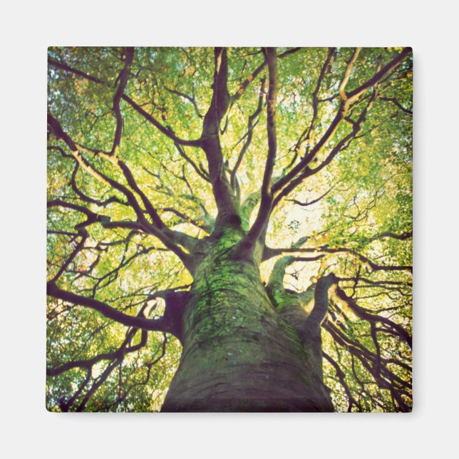 Tree Hugging Magnet (Front)