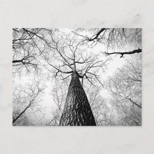 Tree in black and white postcard
